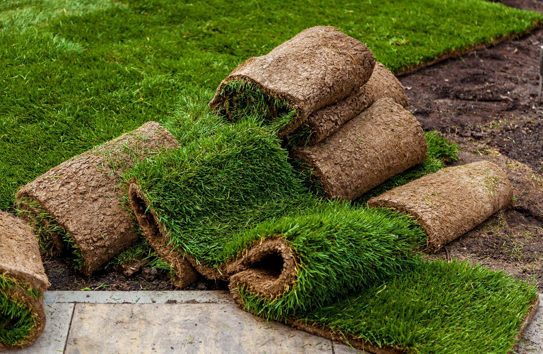 The advantages of using St. Augustine sod for your Florida lawn