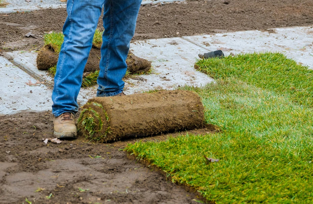 How Much Should You Water Your Lawn In The Summer?