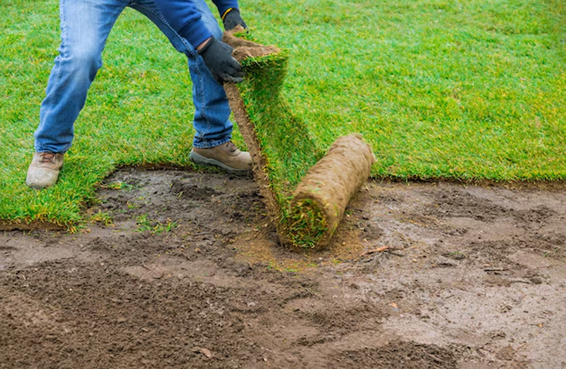 Nurturing your lawn amidst this summer’s soaring temperatures