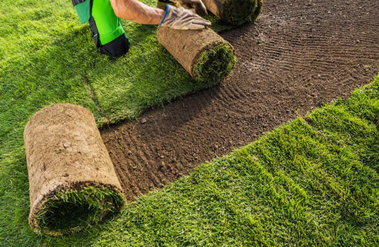 Preventing and treating fungal lawn diseases