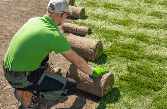 Maintaining a Healthy Lawn: Tips and Tricks from Bayside Sod