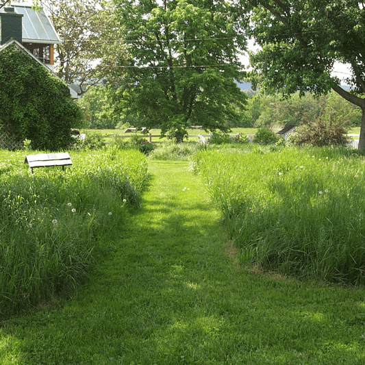 Meadow Grass Sod