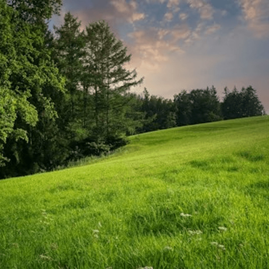 Meadow Grass Sod