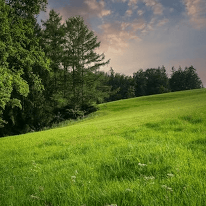 Meadow Grass Sod