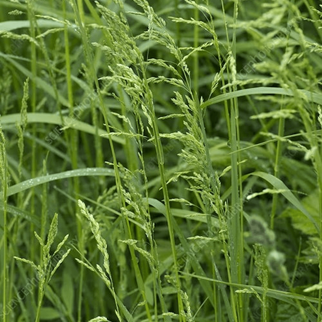 Meadow Grass Sod