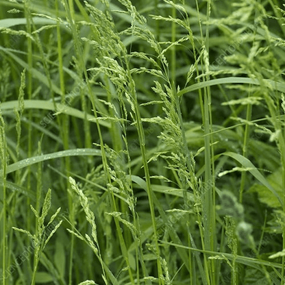Meadow Grass Sod