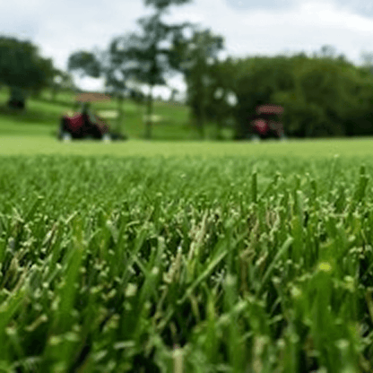 RTF (Rhizomatous Tall Fescue)